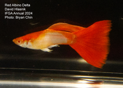 guppy red albino